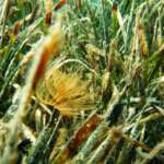 nemo divulgazione ambientale mare natura ischia