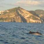 articolo ischia isola verde sott'acqua